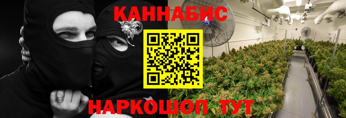 Каннабис OG Kush Донской
